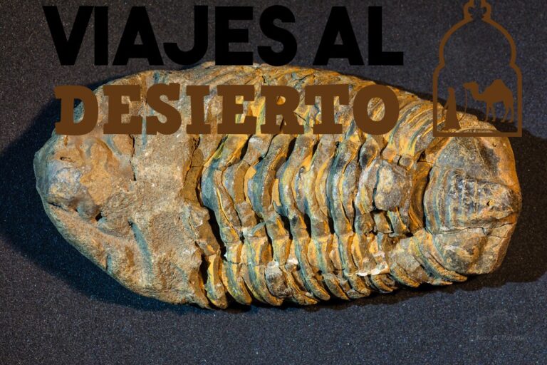 Trilobites y fósiles de Marruecos