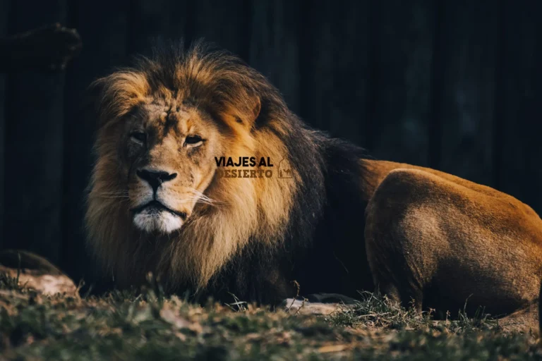 los leones de Marruecos