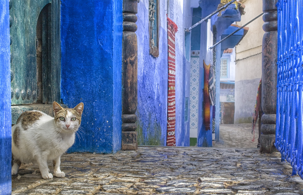 Gatos de Chefchaouen, Marruecos