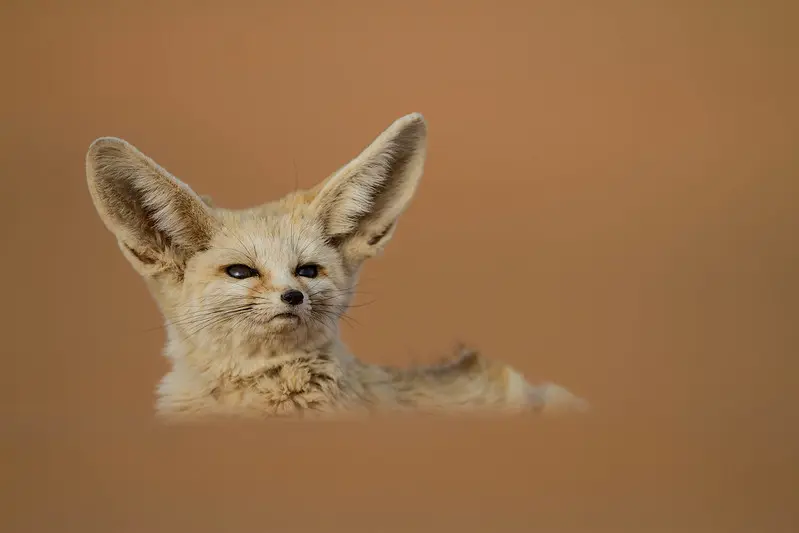 Animales del desierto del Sahara de Marruecos